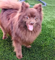 Chocolate, a male Pomeranian for sale in Riverside, CA – 1 of 2