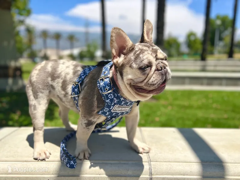 diamond  – French Bulldog puppy for sale in Riverside, CA