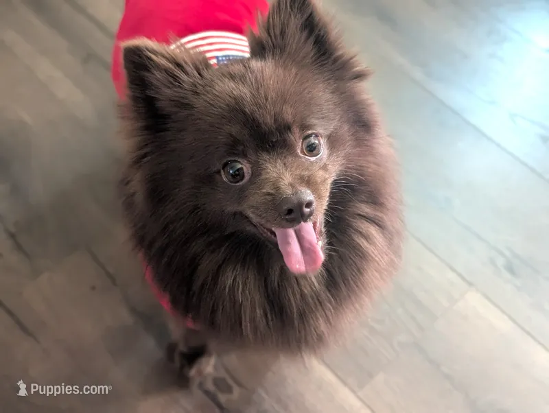 Chocolate – Pomeranian puppy for sale in Riverside, CA