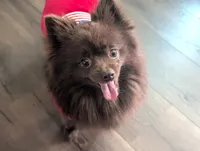Chocolate, a male Pomeranian for sale in Riverside, CA – 1 of 3