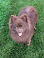 Chocolate, a male Pomeranian for sale in Riverside, CA – 2 of 2