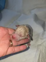 Hermione , a female Aussiedoodle and Poodle - Miniature  for sale in Norwalk, OH – Photo 3 of 3