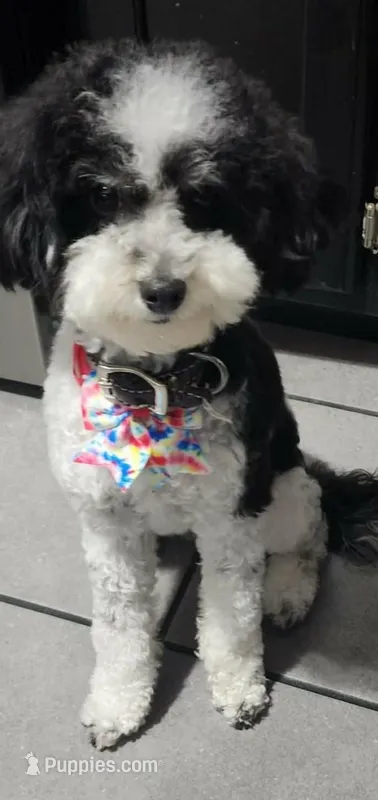Hermione  – Aussiedoodle, Poodle - Miniature  puppy for sale in Norwalk, OH