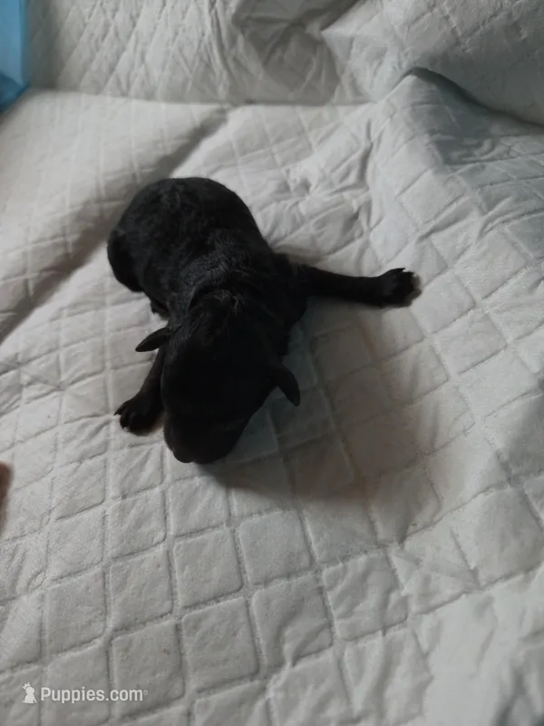 Serious Black – Aussiedoodle, Poodle - Miniature  puppy for sale in Norwalk, OH