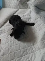 Serious Black, a male Aussiedoodle and Poodle - Miniature  for sale in Norwalk, OH – Photo 1 of 3