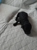 Snape, a male Aussiedoodle and Poodle - Miniature  for sale in Norwalk, OH – Photo 3 of 3