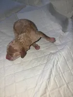 Bellatrix, a female Aussiedoodle and Poodle - Miniature  for sale in Norwalk, OH – Photo 3 of 3