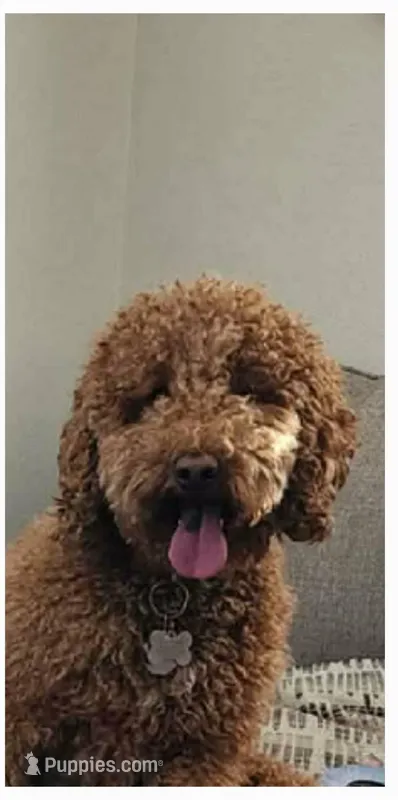 Bellatrix – Aussiedoodle, Poodle - Miniature  puppy for sale in Norwalk, OH