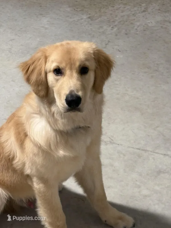 Kebo – Golden Retriever puppy for sale in Bartow, FL