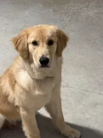 Kebo, a male Golden Retriever for sale in Bartow, FL – Photo 1 of 3