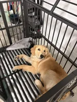 Kebo, a male Golden Retriever for sale in Bartow, FL – Photo 3 of 3