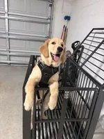 Kebo, a male Golden Retriever for sale in Bartow, FL – Photo 2 of 3