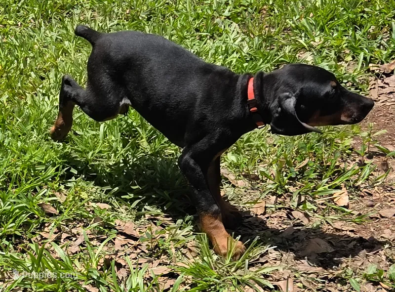 Nova – Doberman Pinscher puppy for sale in Woodland, GA