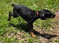 Nova, a female Doberman Pinscher for sale in Woodland, GA – 1 of 6