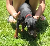 Freya, a female Doberman Pinscher for sale in Woodland, GA – 9 of 9