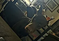 Gator, a male Doberman Pinscher for sale in Woodland, GA – 6 of 10