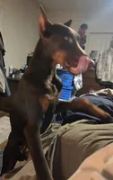 Gator, a male Doberman Pinscher for sale in Woodland, GA – 7 of 10
