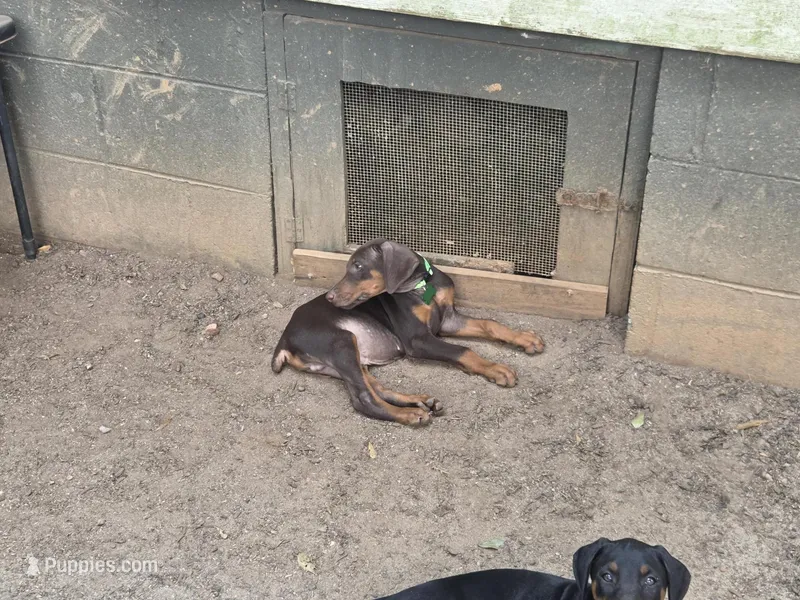 Roscoe – Doberman Pinscher puppy on hold in Woodland, GA