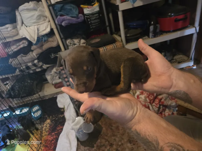 Ember – Doberman Pinscher puppy for sale in Woodland, GA
