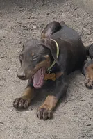 Willow, a female Doberman Pinscher for sale in Woodland, GA – 8 of 10