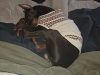 Gator, a male Doberman Pinscher for sale in Woodland, GA – 5 of 10