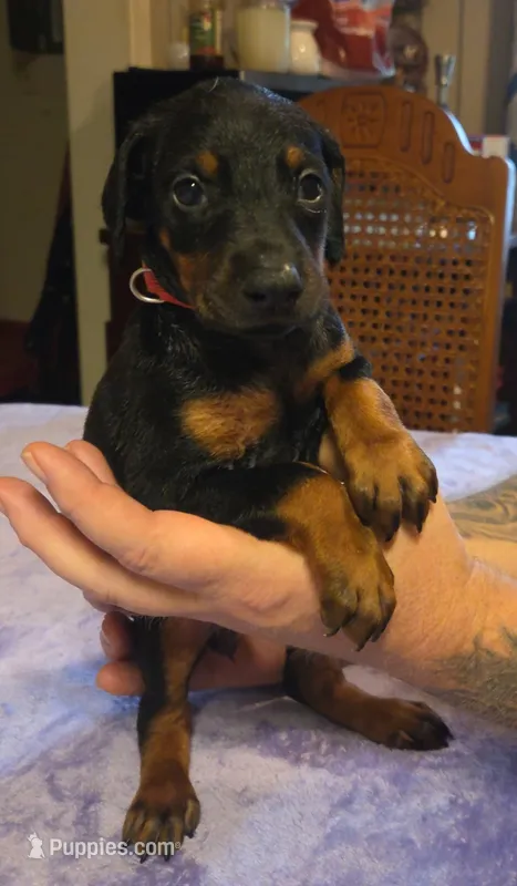 Nova – Doberman Pinscher puppy for sale in Woodland, GA