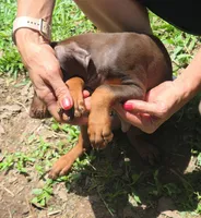 Willow, a female Doberman Pinscher for sale in Woodland, GA – 9 of 9