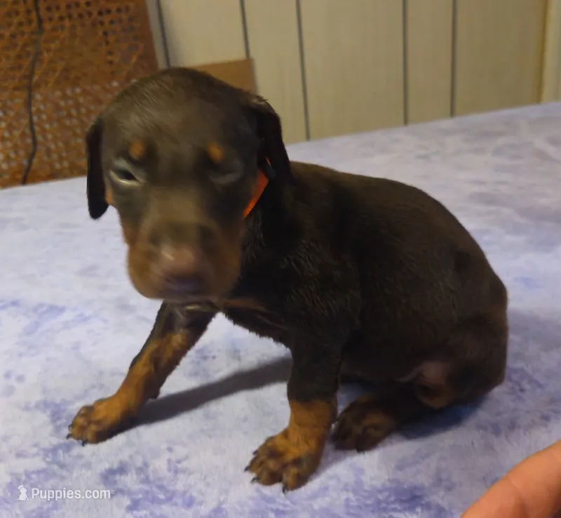 Piper – Doberman Pinscher puppy for sale in Woodland, GA