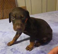 Piper, a female Doberman Pinscher for sale in Woodland, GA – 3 of 10