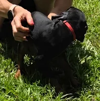 Freya, a female Doberman Pinscher for sale in Woodland, GA – 8 of 9