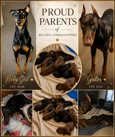 Bruno, a male Doberman Pinscher for sale in Woodland, GA – 2 of 2