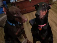 Freya, a female Doberman Pinscher for sale in Woodland, GA – 6 of 9