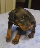 Willow, a female Doberman Pinscher for sale in Woodland, GA – 4 of 9