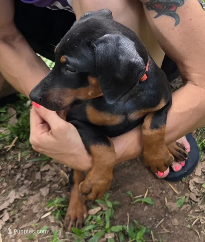 Freya – Doberman Pinscher puppy for sale in Woodland, GA