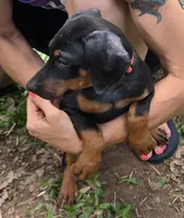 Freya, a female Doberman Pinscher for sale in Woodland, GA – 1 of 9