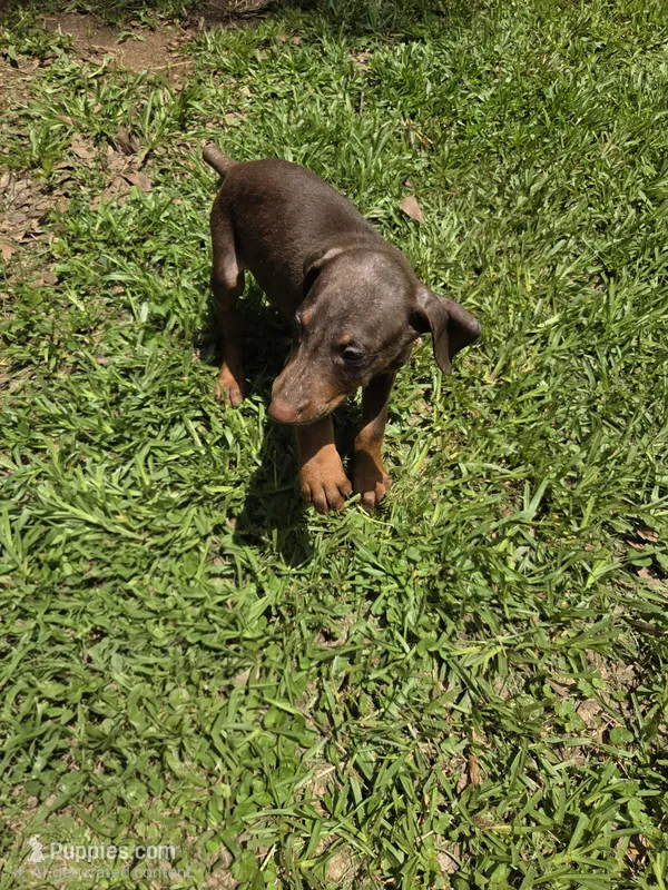 Roscoe, a male Doberman Pinscher for sale in Woodland, GA – 1 of 9