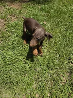 Roscoe, a male Doberman Pinscher for sale in Woodland, GA – 1 of 9