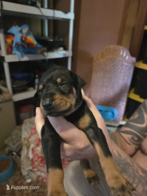 Atlas – Doberman Pinscher puppy for sale in Woodland, GA