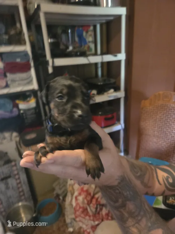 Titan – Doberman Pinscher puppy for sale in Woodland, GA