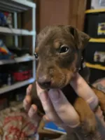Willow, a female Doberman Pinscher for sale in Woodland, GA – 5 of 9