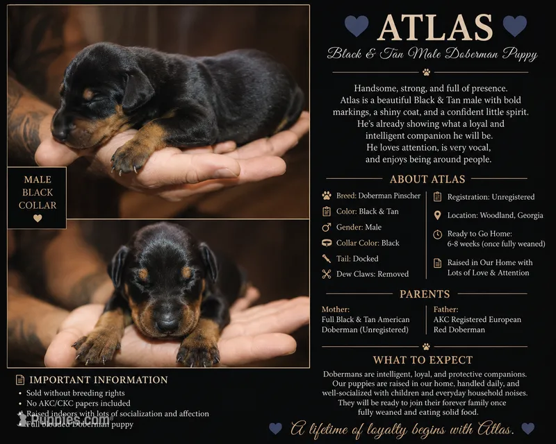 Atlas – Doberman Pinscher puppy for sale in Woodland, GA