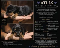 Atlas, a male Doberman Pinscher for sale in Woodland, GA – 1 of 2