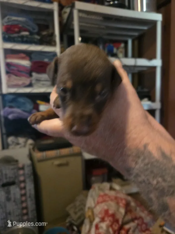 Copper – Doberman Pinscher puppy for sale in Woodland, GA