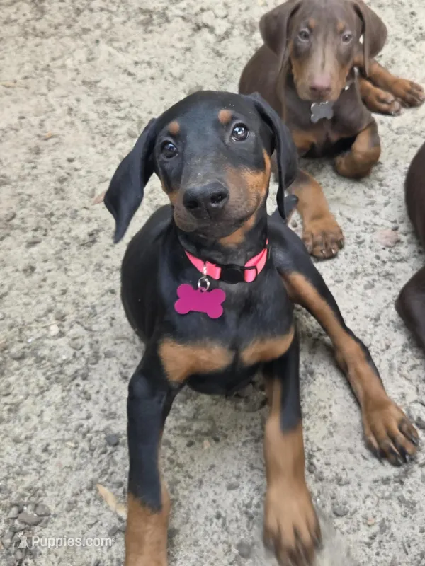 Nova – Doberman Pinscher puppy for sale in Woodland, GA
