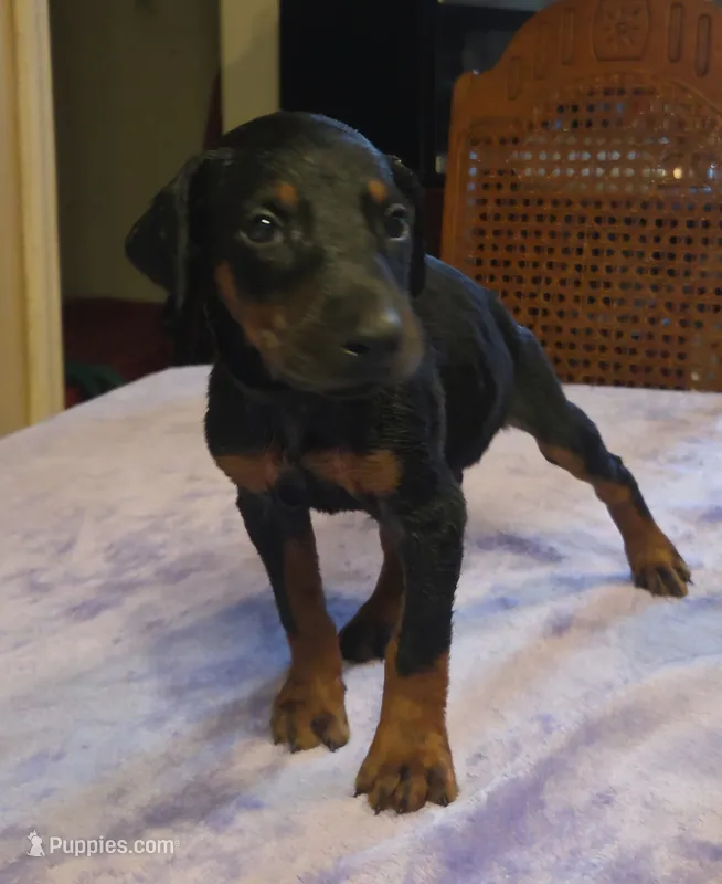 Atlas – Doberman Pinscher puppy for sale in Woodland, GA