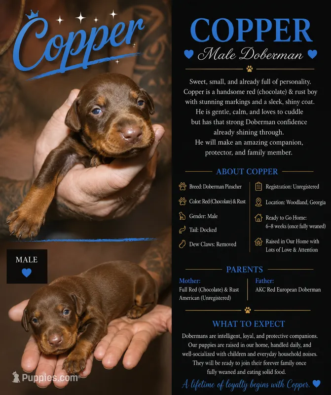 Copper – Doberman Pinscher puppy for sale in Woodland, GA
