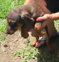 Willow, a female Doberman Pinscher for sale in Woodland, GA – 7 of 9