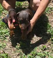 Ember, a female Doberman Pinscher for sale in Woodland, GA – 7 of 8