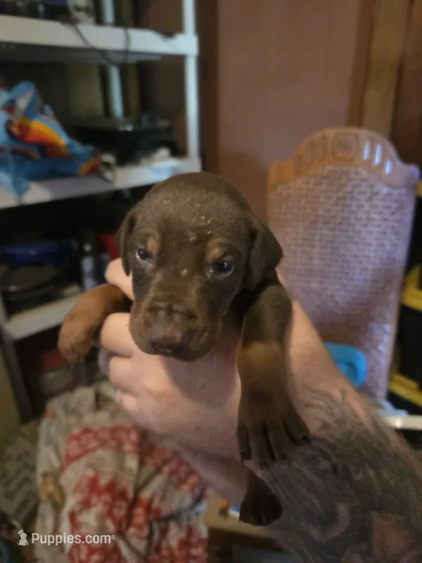 Roscoe – Doberman Pinscher puppy for sale in Woodland, GA