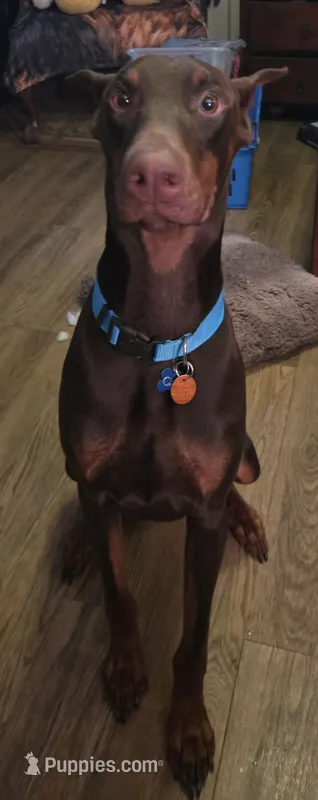 Gator – Doberman Pinscher puppy for sale in Woodland, GA